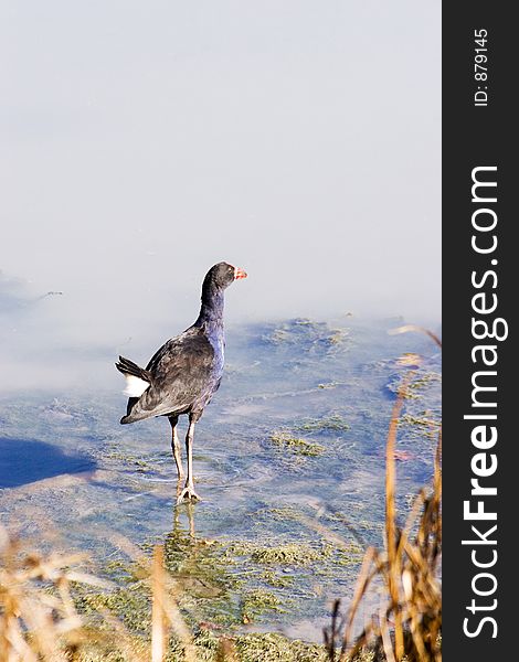 A pukeko at Haumoana, Hawke's Bay, New Zealand