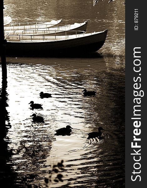 Fishing boat on a lake in denmark and ducks