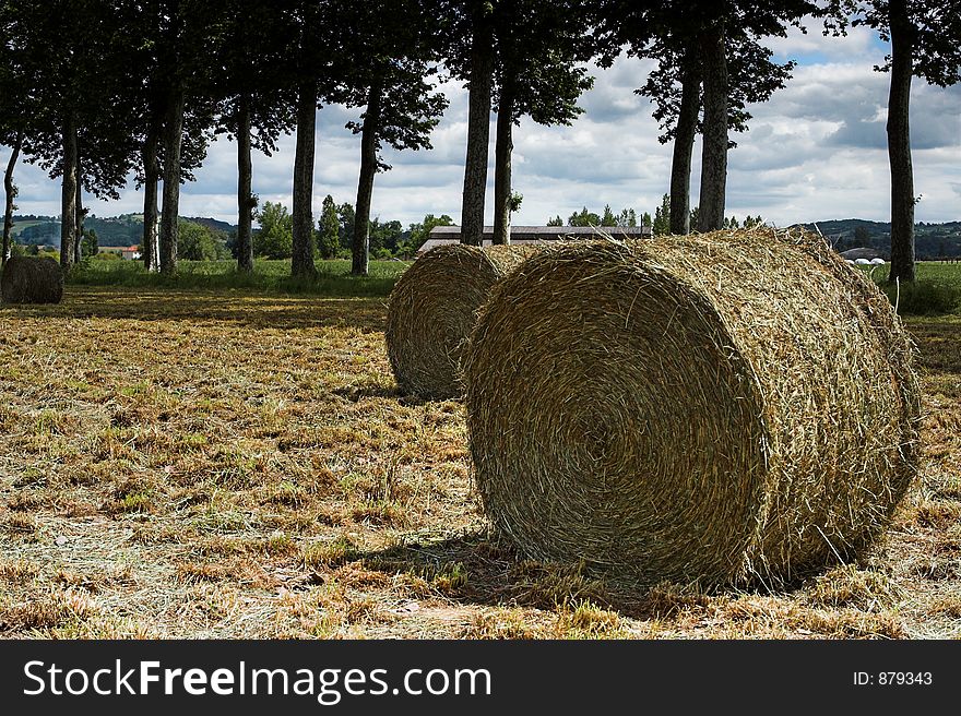 Hay bales and row of trees in France