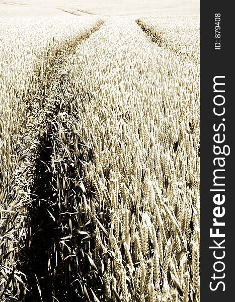 Sepia, wheat field.