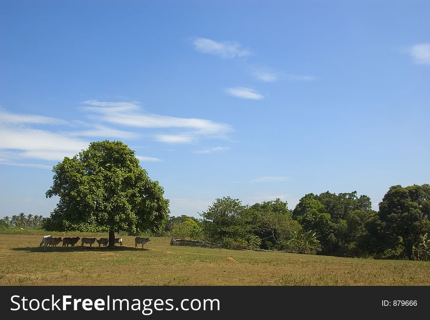 Cows in the shade