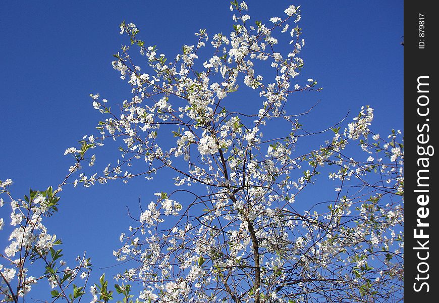 The beautiful, flowering springtime. The beautiful, flowering springtime