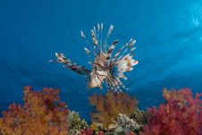 Lionfish Royalty Free Stock Images Lionfish Royalty Free Stock Images