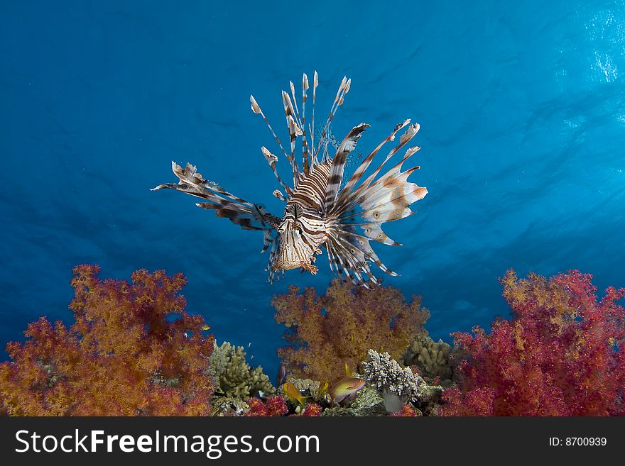 Lionfish above soft coral garden (Pterois volitans) (Linnaeus, 1758)