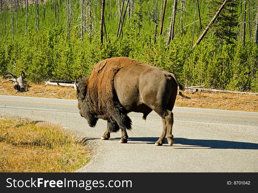 Bison walking down the road in Yellowstone Park. Bison walking down the road in Yellowstone Park.