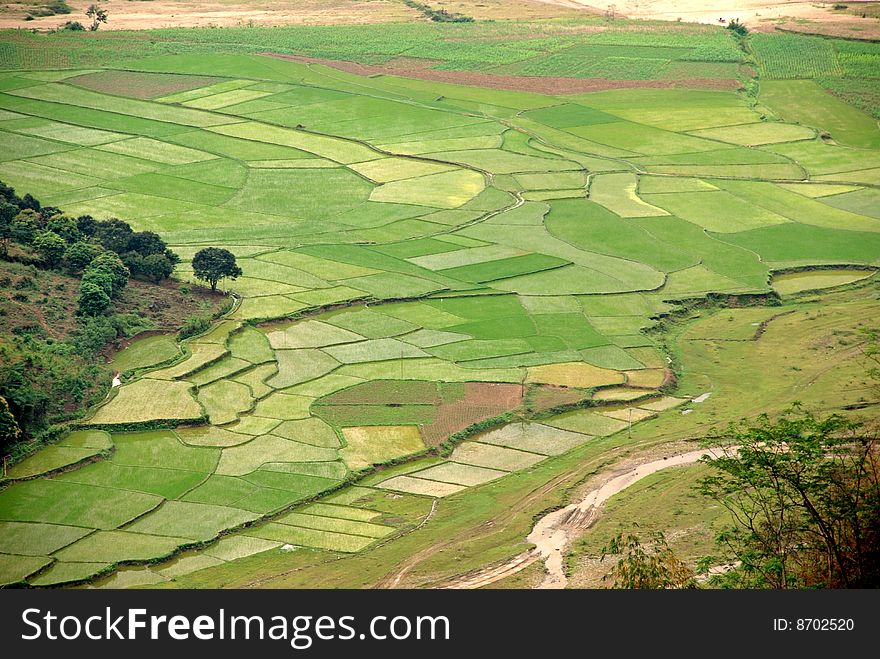 Terraced rice field in Sapa