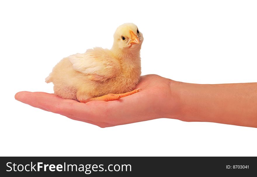 Female hand which holds a sitting chicken. Female hand which holds a sitting chicken