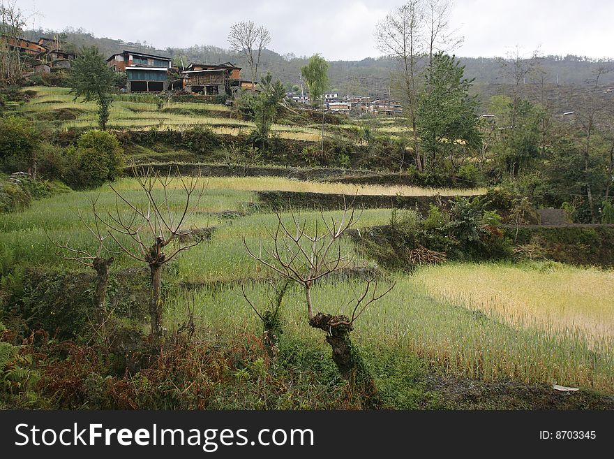 Himalayan village perched above green rice paddy fields