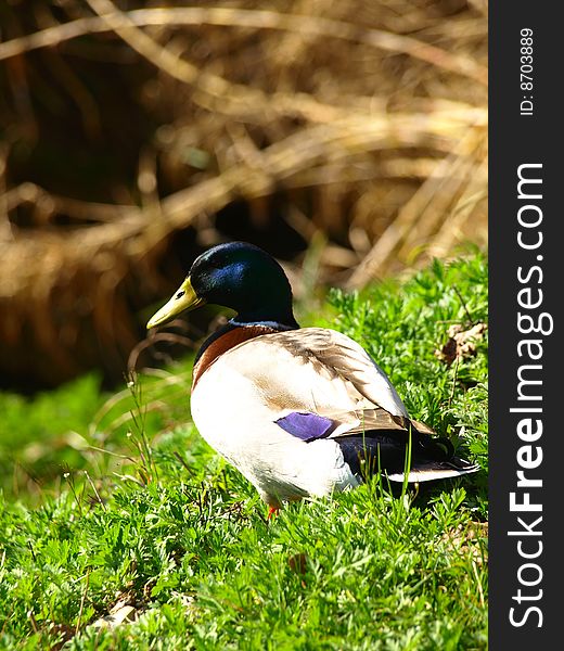 A beautiful duck on the grass