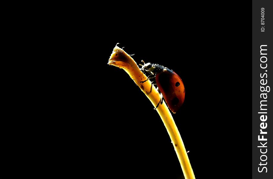 Ladybug sitting on a leaf tip