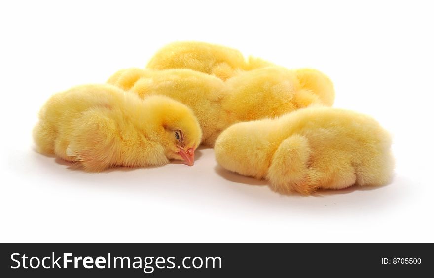Some yellow chickens who are represented on a white background.