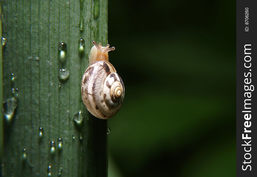 Snail moving upwards on a plant