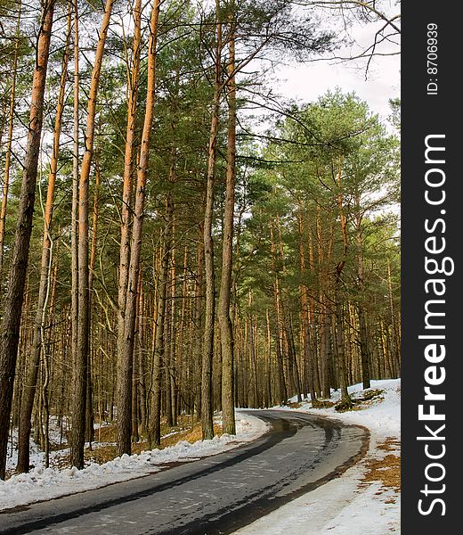 Winding Road With Pines In Spring Park