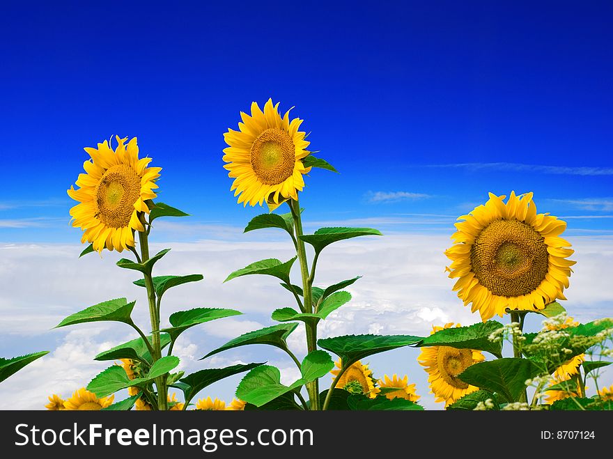 Sunflower and sky as background