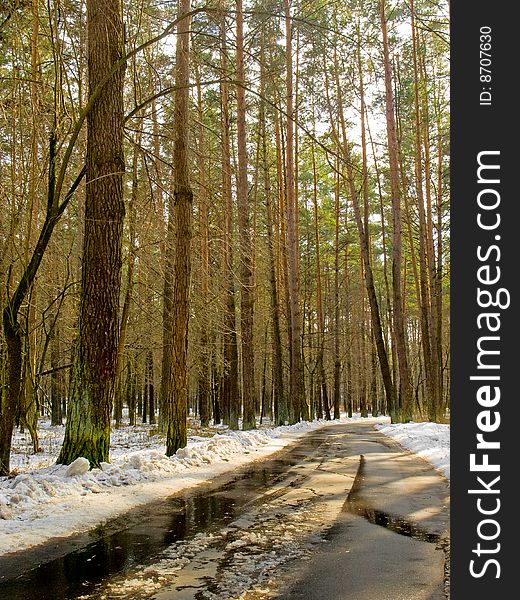 Winding Wet Road With Pines In Spring Park