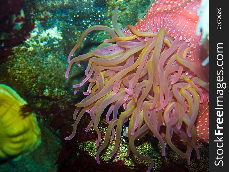 Pink colored sea anenome in an aquarium. Pink colored sea anenome in an aquarium.