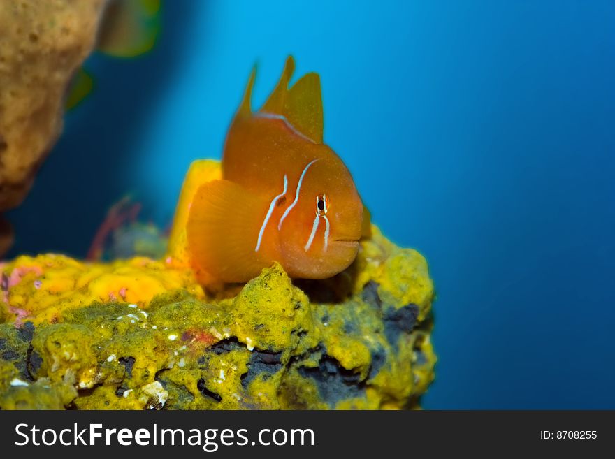 Cute orange fish in an aquarium.