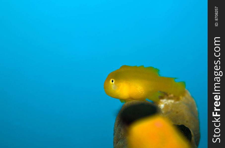 Cute little yellow fish in an aquarium.