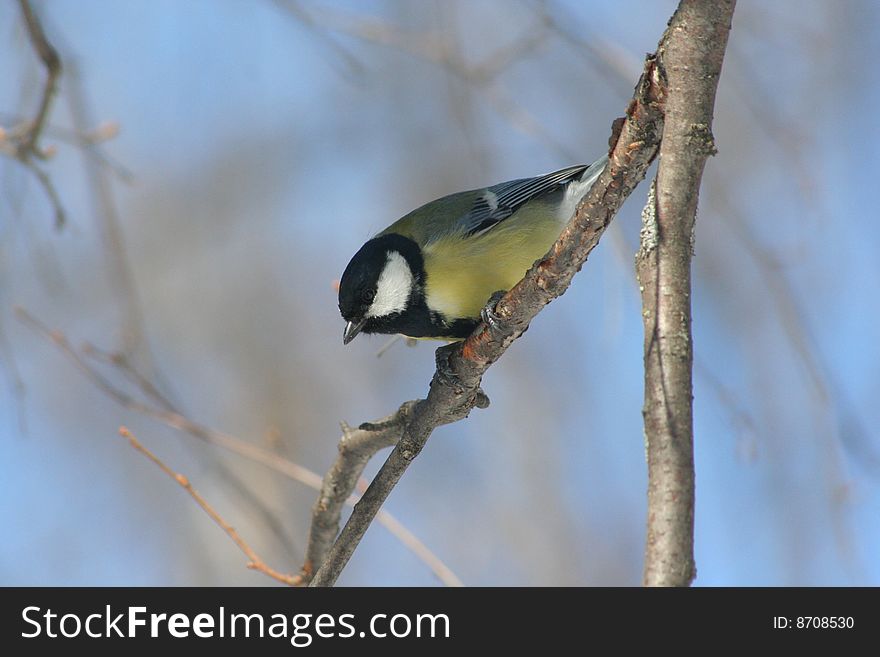 A titmouse sits on the branch of tree on a background sky