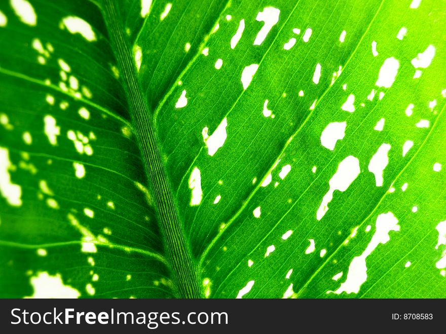 Background from green leaf closeup