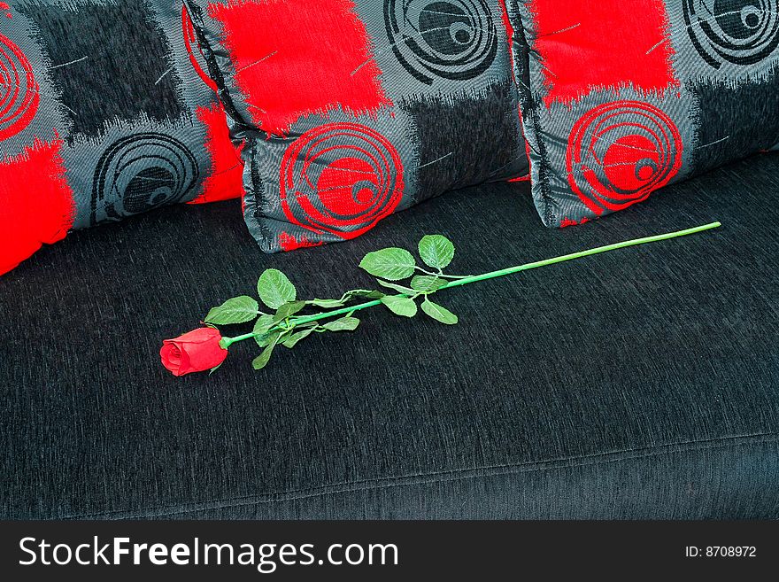 One red rose flower at modern sofa. One red rose flower at modern sofa