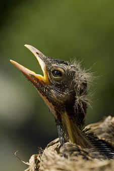 Baby Robin In Nest Royalty Free Stock Photography