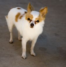 Chihuahua Stock Photo