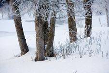 Dead Trees During Winter Stock Photos Dead Trees During Winter Stock Photos