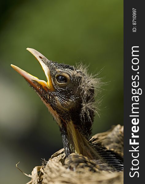 A baby robin in the nest waiting on the mother bird to come and feed him, copy space vertical. A baby robin in the nest waiting on the mother bird to come and feed him, copy space vertical