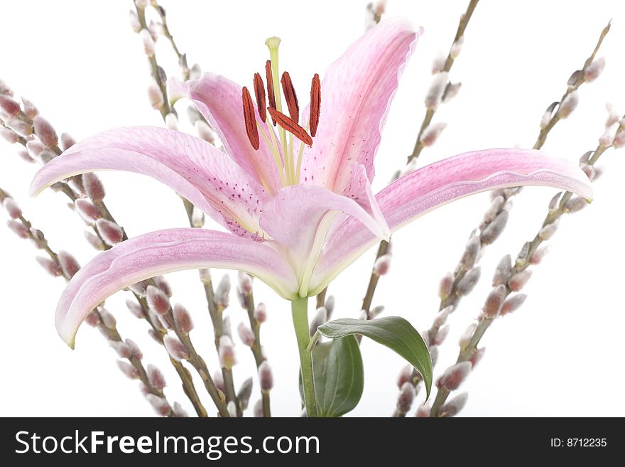 Stargazer lily flower and willow stems closeup. Stargazer lily flower and willow stems closeup