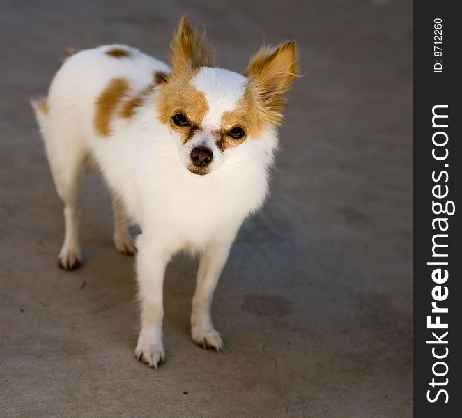 Photo of a small Chihuahua purebred dog