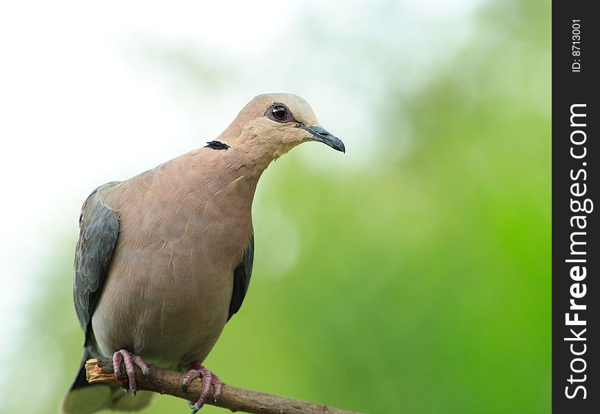 Red eyed dove against a green out of focus
background #2