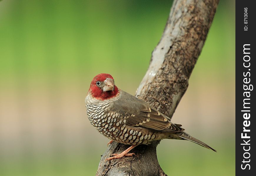Red headed male finch sitting on a wooden perch. Red headed male finch sitting on a wooden perch
