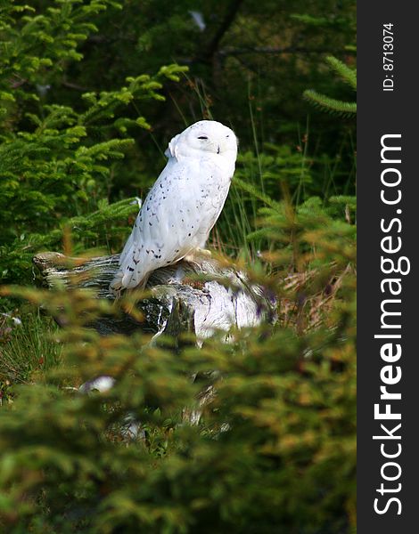 Snowy owl perched ona stump