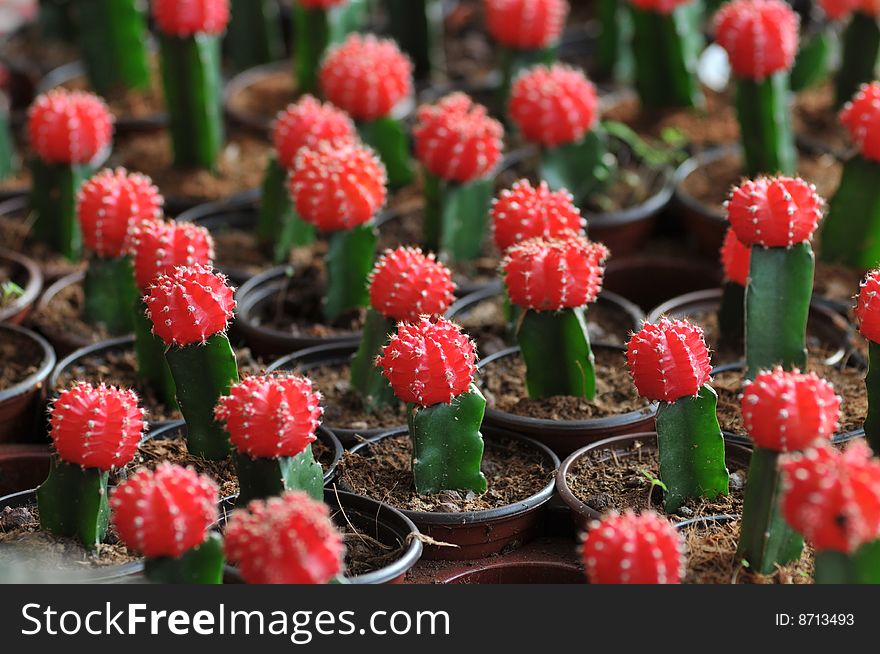 Red Gymnocalycium mihanovichii cacti