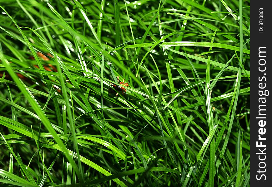 Small insect spryatolos in the green grass