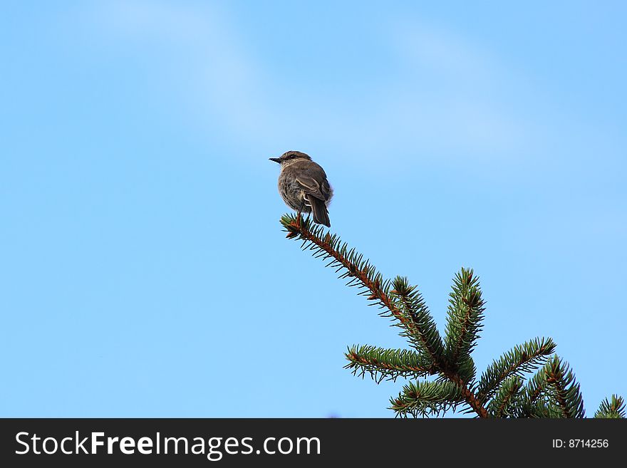 A bird perched at the top of a tree. A bird perched at the top of a tree