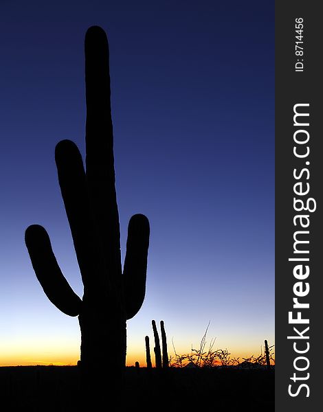 Sunset with silhouetted saguaro cactus in Saguaro National Park. Sunset with silhouetted saguaro cactus in Saguaro National Park