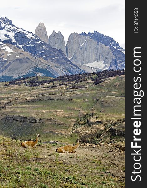 Guanacos With Mountain Backdrop Patagonia