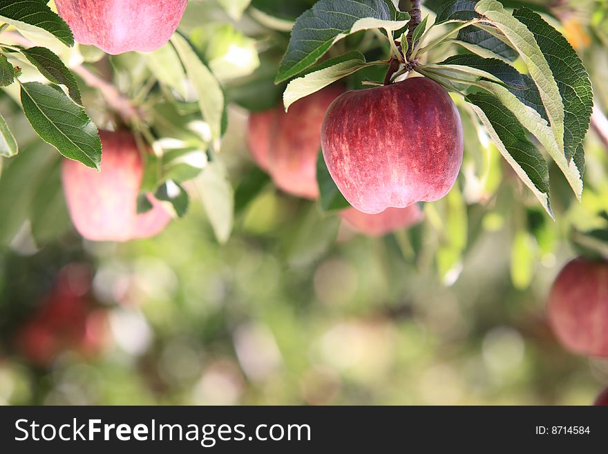 A close up view of an apples hanging on the tree. A close up view of an apples hanging on the tree