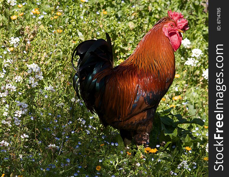 Photo of free range rooster