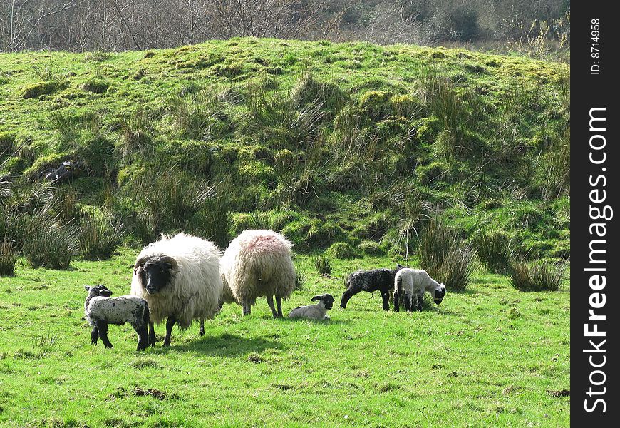 Animals sheep and lambs grazing on the farm
