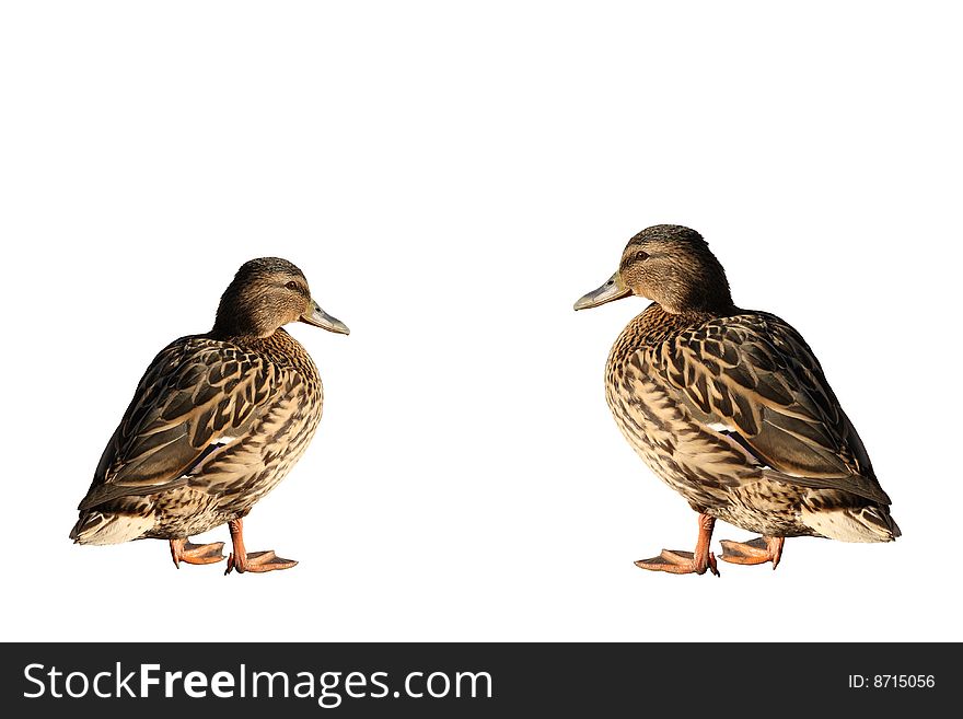 A pair of ducks on a light background. A pair of ducks on a light background.