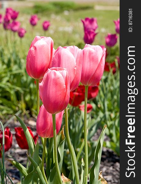 Close-up of Tulips in a Garden. Close-up of Tulips in a Garden