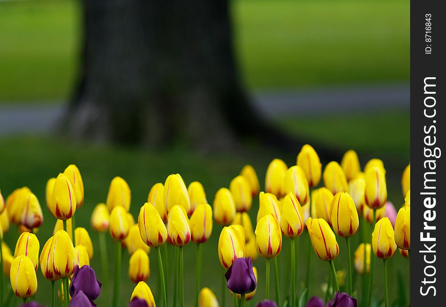 Beautiful tulips in the spring. Beautiful tulips in the spring