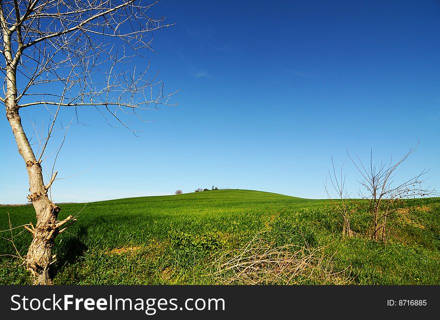 Green field and blue sky