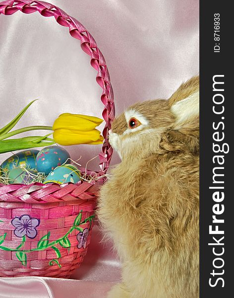 Easter bunny sniffing a yellow tulip in basket. Easter bunny sniffing a yellow tulip in basket.