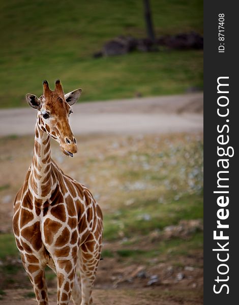 A Giraffe standing tall in a green field