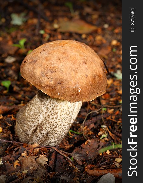 Mushroom in the forest closeup shot