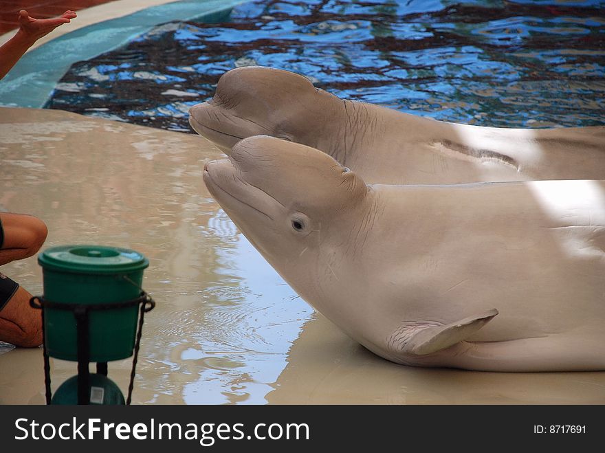 Two Belugas In An Aquapark